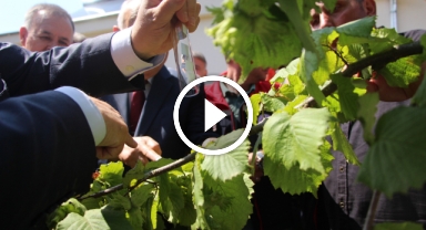 İstilacı kokarcaya karşı samuray arısı umudu