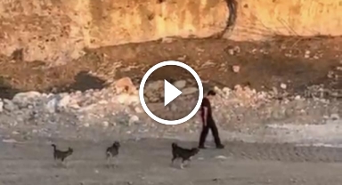 Köpeklerin saldırısına aldırış etmeden yoluna devam etti