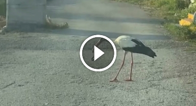 Leylek ve kartalın yılan avı kamerada