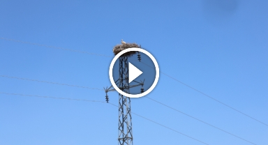  'Leylekli köy' misafirlerini ağırlamaya devam ediyor