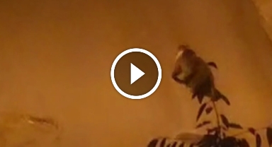 O kentte sokakta gezen ayı görüntülendi