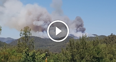 Sakarya'da orman yangını: Bölgeye çok sayıda ekip sevk edildi   