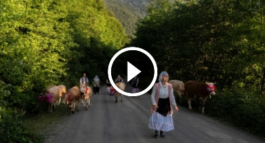 Trabzon'da yayla göçü devam ediyor