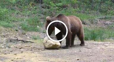 Yaban hayatı fotokapanla görüntülendi