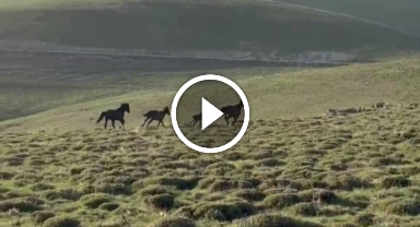 Yılkı atları doğada dans etti, o anlar cep telefonu kamerasına yansıdı