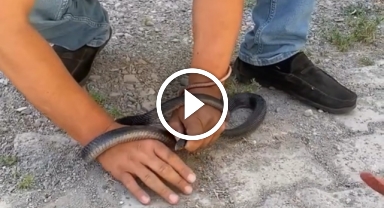 Eve giren yılanı yakalamak isterken parmağını kaptırdı