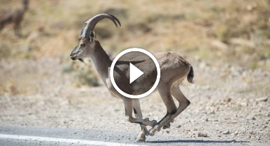 Giresun'da yaban keçisi böyle görüntülendi