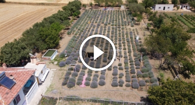 Giresun'dan Yozgat'a Lavanta Yolculuğu: Mor Tarlalarda Çevresine İlham Veriyor