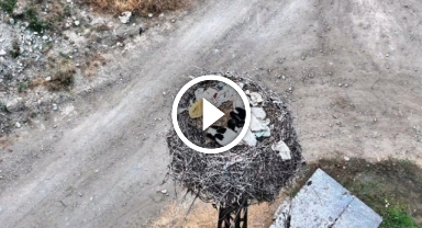 Leylek ailesi uyurken görüntülendi