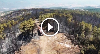 Orman yangınının ardından yürek burkan manzara