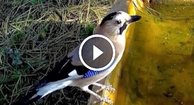 Ormanların renkli sesi alakarga Uludağ'da görüntülendi