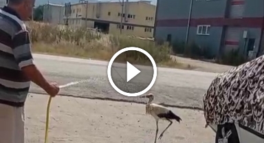 Sıcaktan bunalan leyleği hortumla serinletti