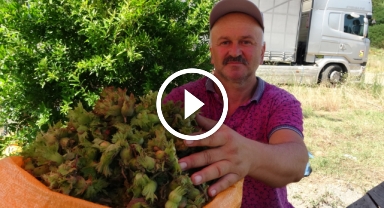 Taze fındık tezgahlarda yerini aldı: Gurbetçilerden yoğun ilgi