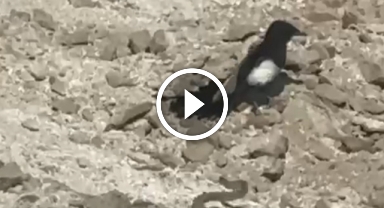 Yılanın karga ve kartalla mücadelesi kameralara yansıdı 