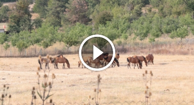 Bolu Dağı'ndaki yılkı atları taylarıyla görüntülendi