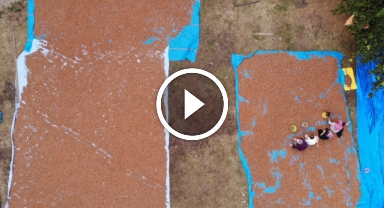 Fındık üreticilerinin zorlu kurutma ve seçme mesaisi başladı