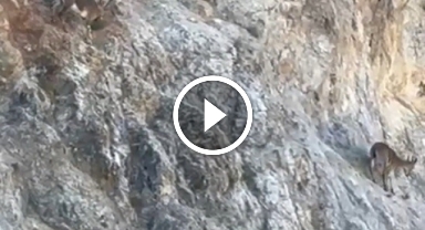 Giresun'da kara yolunda yakalanan yaban keçisi doğal yaşam alanına bırakıldı