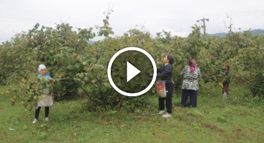Karadeniz'in Yeşil Altını Fındıkta Hasat Başladı: Üreticiler Bahçelere Girdi