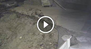 Kedilere Bırakılan Mama Kabına Ayı Dadandı! O Anlar Kamerada