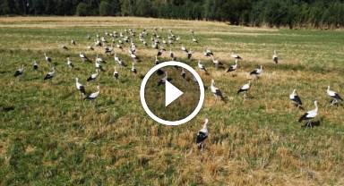 Onlarca leylek tarlada beslenirken dronla görüntülendi
