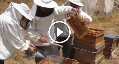 Petekler balla doldu: Sıfır rakımda başlayan sezon 2 bin rakımda sona erdi