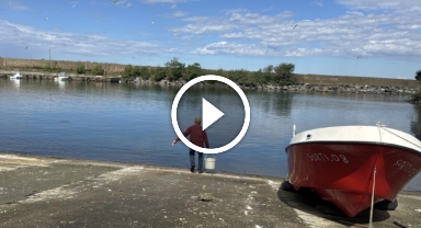 Artvinli balık ustası 30 yıldır aynı yerde balık artıklarıyla martıları besliyor