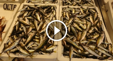 Balıkçılar sezona istavritle başladı, palamut avı beklentileri karşılamadı