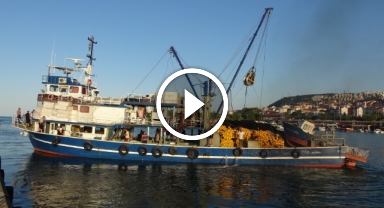 Balıkçılarda erken gelen hamsinin Türk karasularını erken terk edeceği endişesi