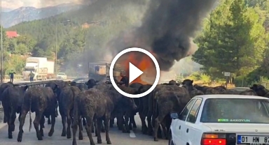 Büyükbaş hayvan yüklü tır alev alev yandı: O anlar kamerada 