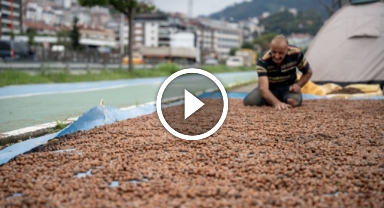 Giresun'da hasat edilen fındıklar kurutuluyor