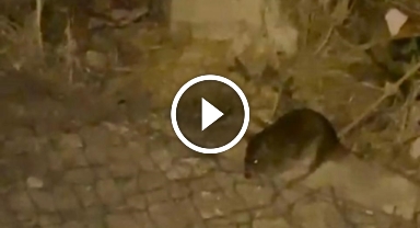 O kentin sokaklarını fareler bastı! Korkutan anlar kamerada