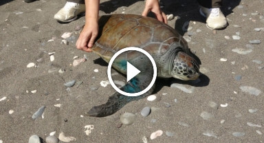 Tedavileri tamamlanan 5 deniz kaplumbağası denizle buluştu