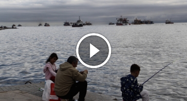 Balıkçıların Karadeniz'deki hamsi avı sürüyor