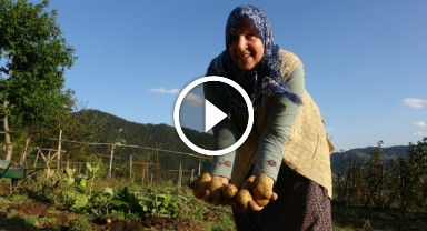 Giresun'un Zirvesinden Sofralara: Yayla Patatesinde Hasat Zamanı!