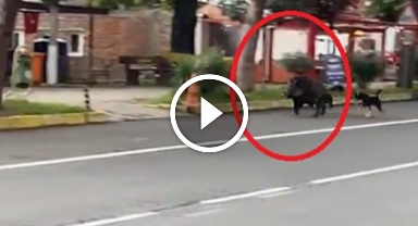 Karadeniz'in O Kentinde Sahilde Domuz Paniği!