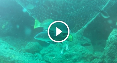 Karadeniz'in sessiz katili: Hayalet ağlar