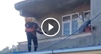 Kokarca İçin Savaş Başladı! Giresun'da İlaçlı Müdahale Dönemi