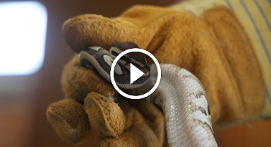 Polis Kontrolünde Şok Anlar! Cebinde Piton Yılanı Taşıyan Şahıs Yakalandı