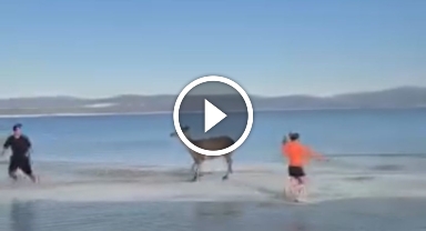  Salda Gölü'nün maskot geyiği, vatandaşlarla keyifli anlar yaşadı