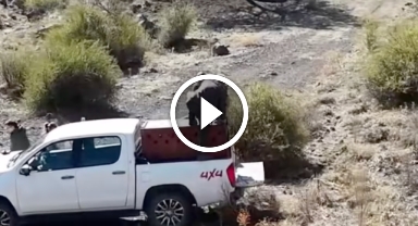 Şebinkarahisar'da Vaşak Kurtarma Operasyonu Başarıyla Sonuçlandı