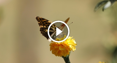 Soğuklar geldi, kelebeklerin 'son dansı' başladı