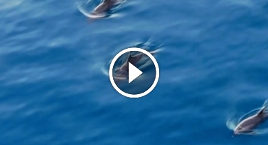 Su yüzeyine çıkan yunuslar dronla görüntülendi 