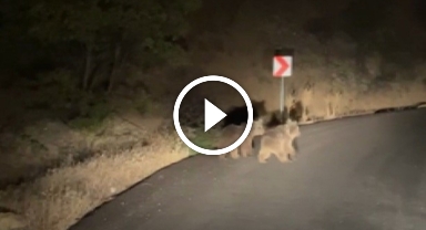 Yola inen yavru ayılar böyle görüntülendi 
