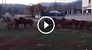 Aç kalan yılkı atları şehir merkezine indi