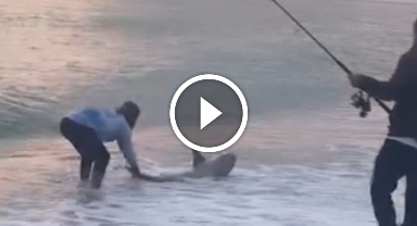 Amatör kıyı balıkçısının oltasına köpek balığı takıldı