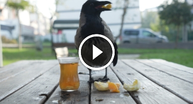 Çay İçip Rize Helvası Yiyen O Kentin Gurme Kargası: Şakir