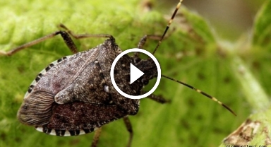 Giresun'da Tarım Alanlarını Korumak İçin Kahverengi Kokarca Mücadelesi Sürüyor