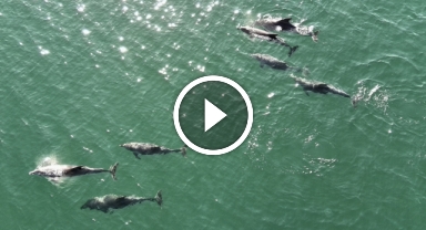 Karadeniz'de dolaşan yunuslar dronla görüntülendi