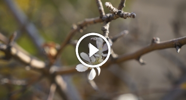 Kasım ayında çiçek açan elma ağacı şaşırttı