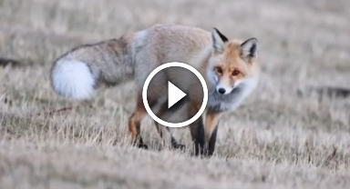 Kızıl tilkinin fare avı kameralara yansıdı